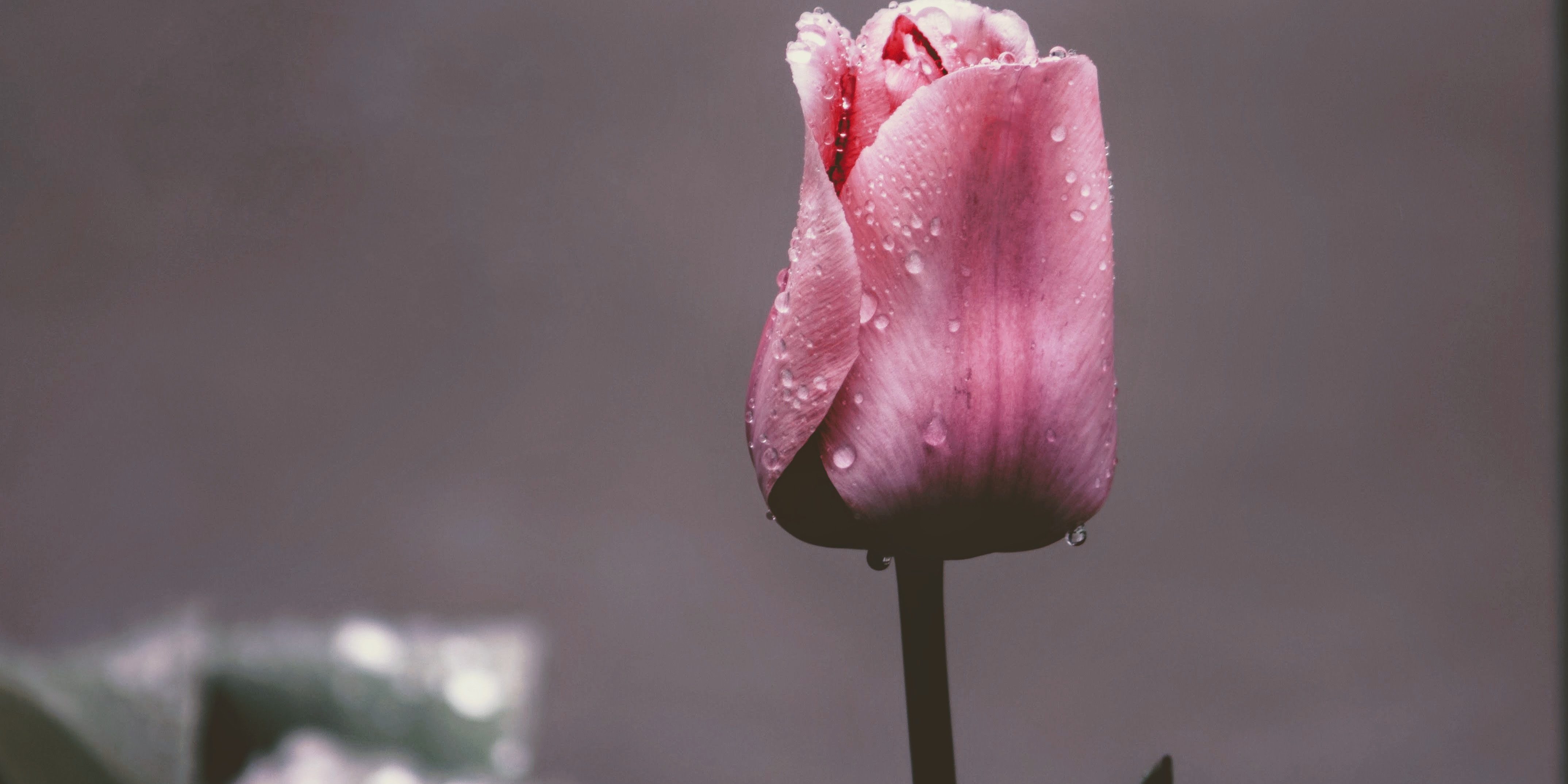 Show Yourself Grace - Tannan Plastic Surgery