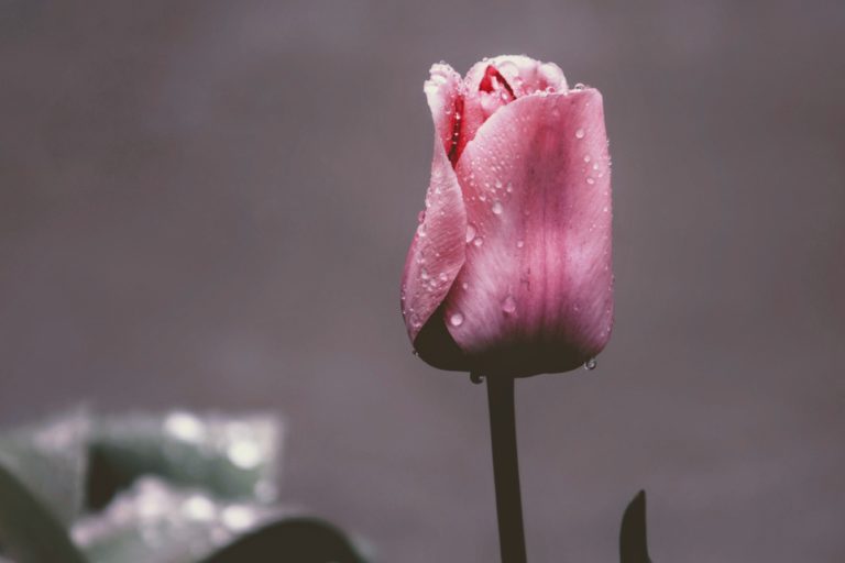 Show Yourself Grace - Tannan Plastic Surgery